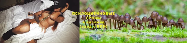 шишки Володарск